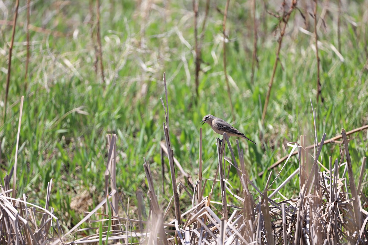 Amerikapieper - ML635682973