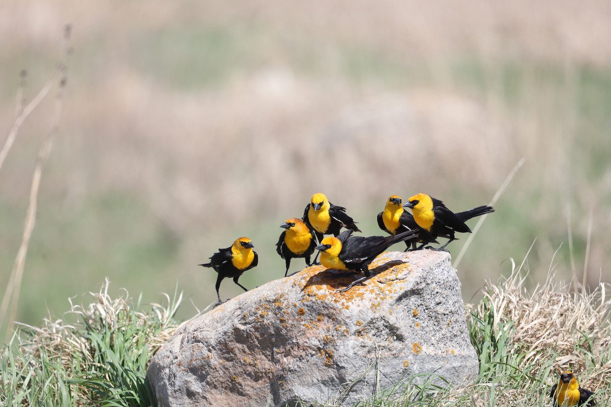 Brillenstärling - ML635682989