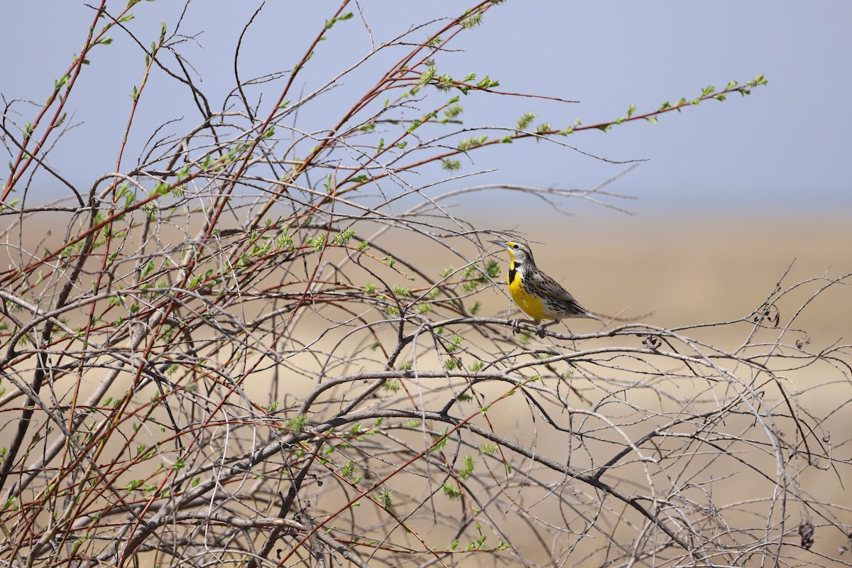 Wiesenstärling - ML635682994