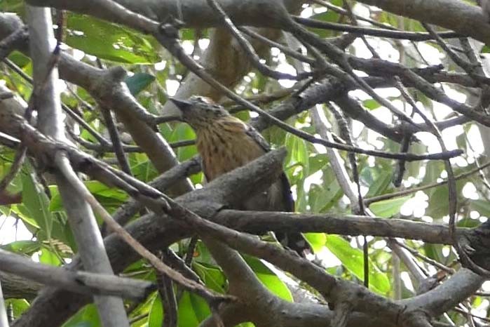 Stripe-breasted Spinetail - ML635683118