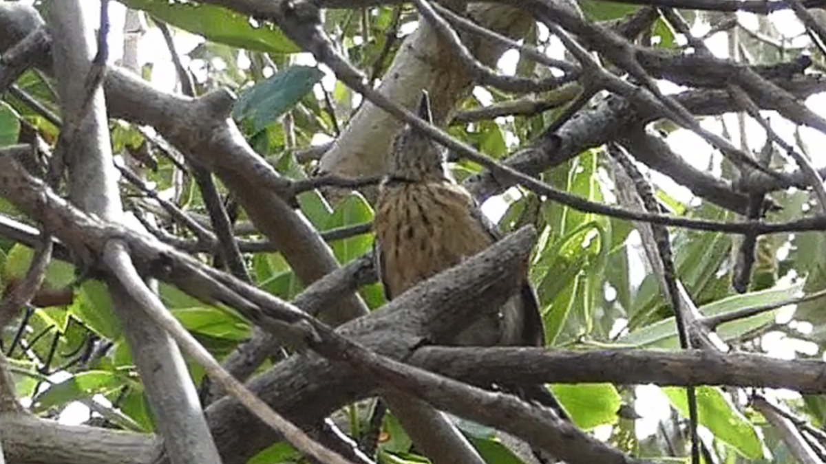 Stripe-breasted Spinetail - ML635683119