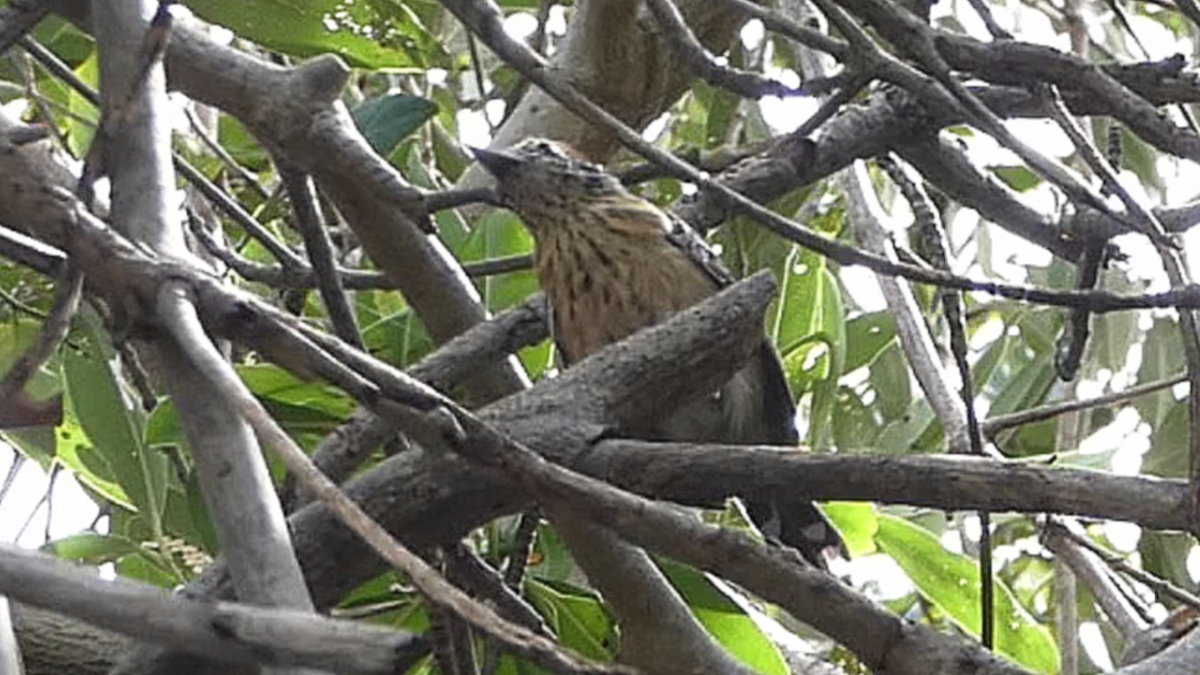 Stripe-breasted Spinetail - ML635683120