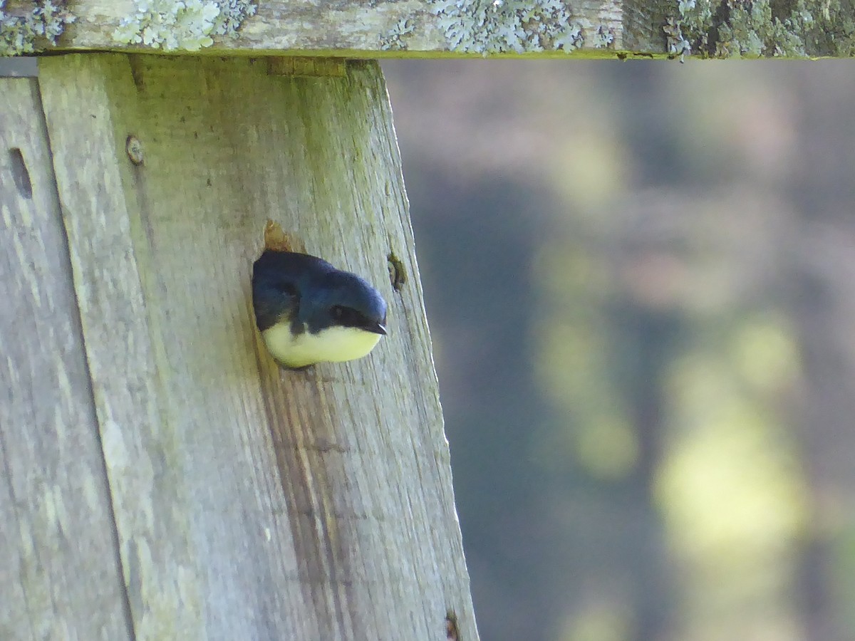 Golondrina Bicolor - ML635683145