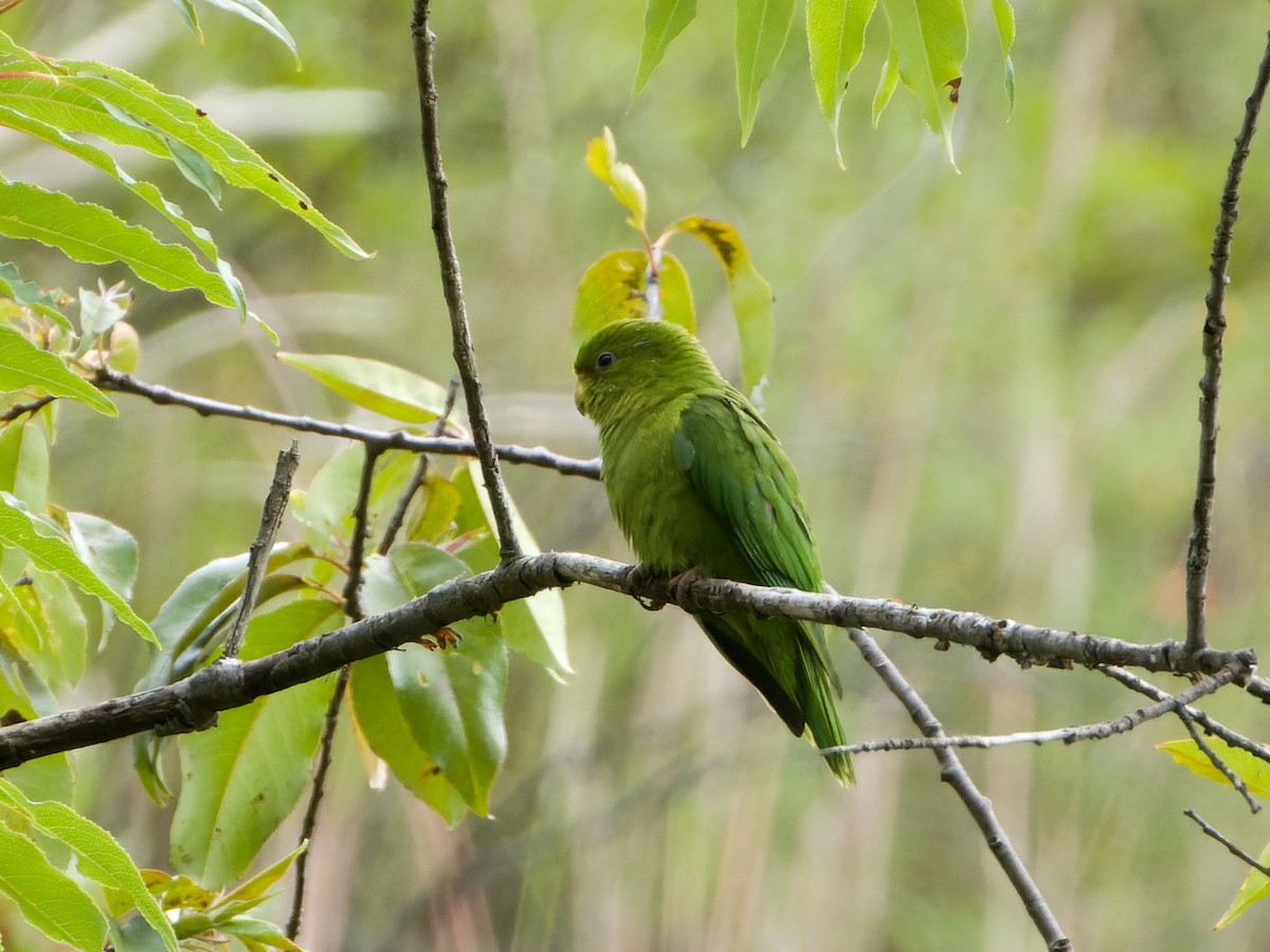 Andean Parakeet - ML635683246