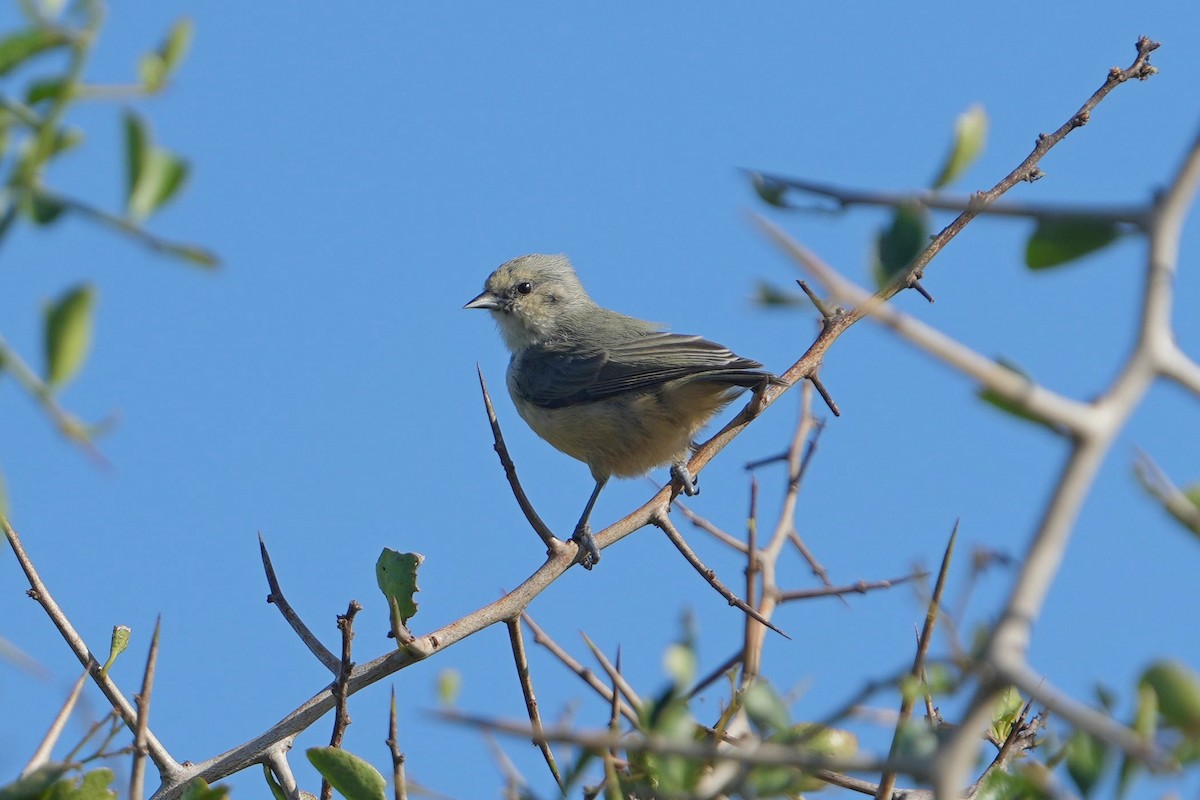African Penduline-Tit - ML635683339