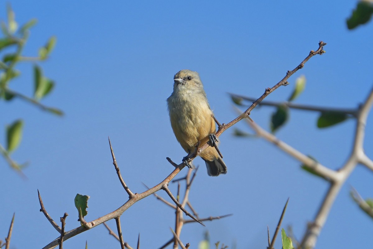 African Penduline-Tit - ML635683341