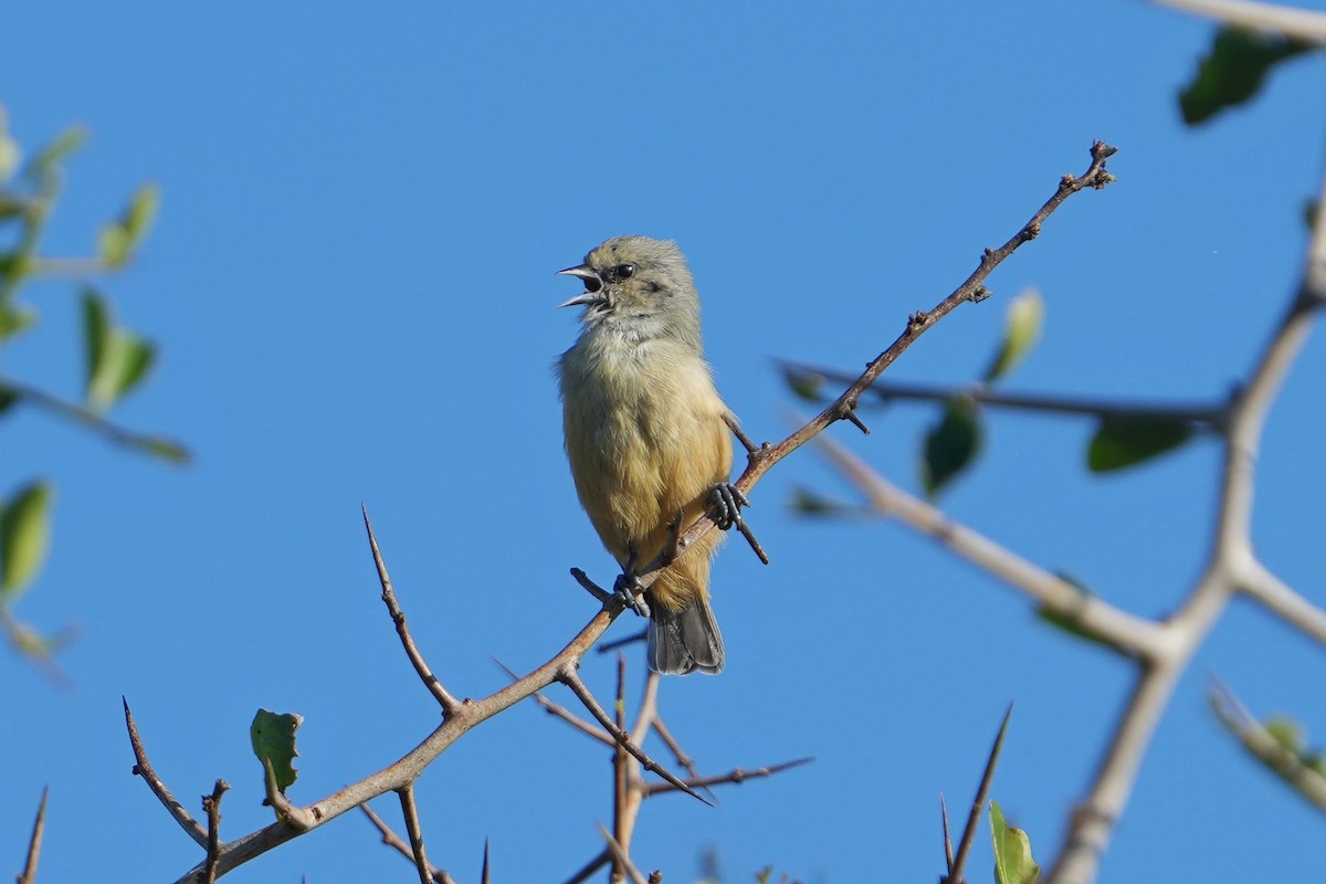 African Penduline-Tit - ML635683343