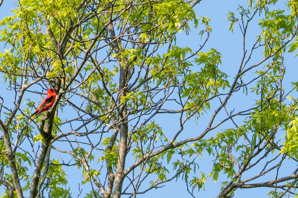 Scarlet Tanager - ML635683365