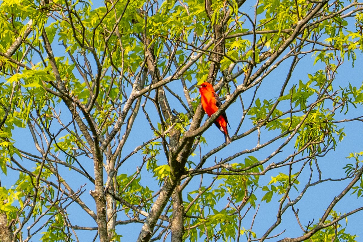 Scarlet Tanager - ML635683374