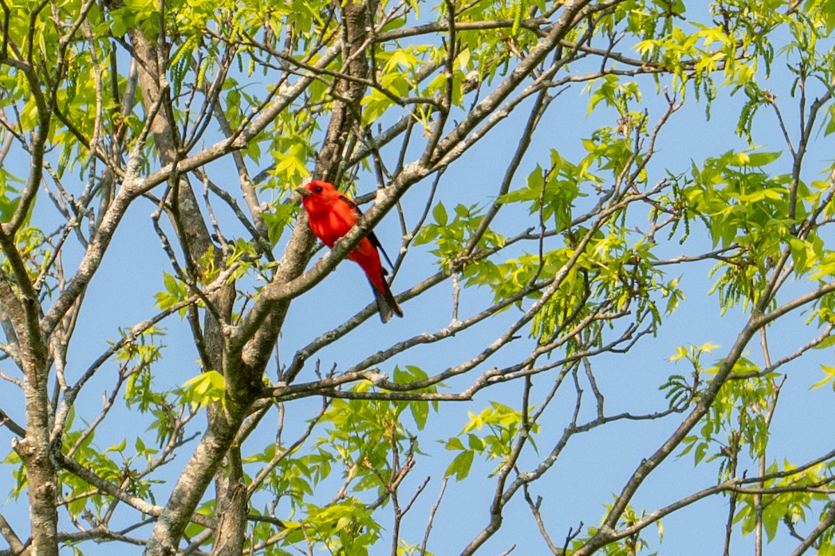 Scarlet Tanager - ML635683383