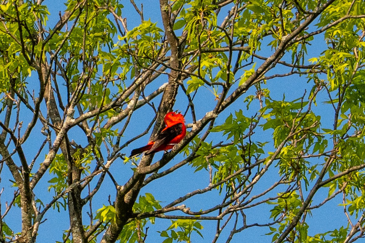 Scarlet Tanager - ML635683391