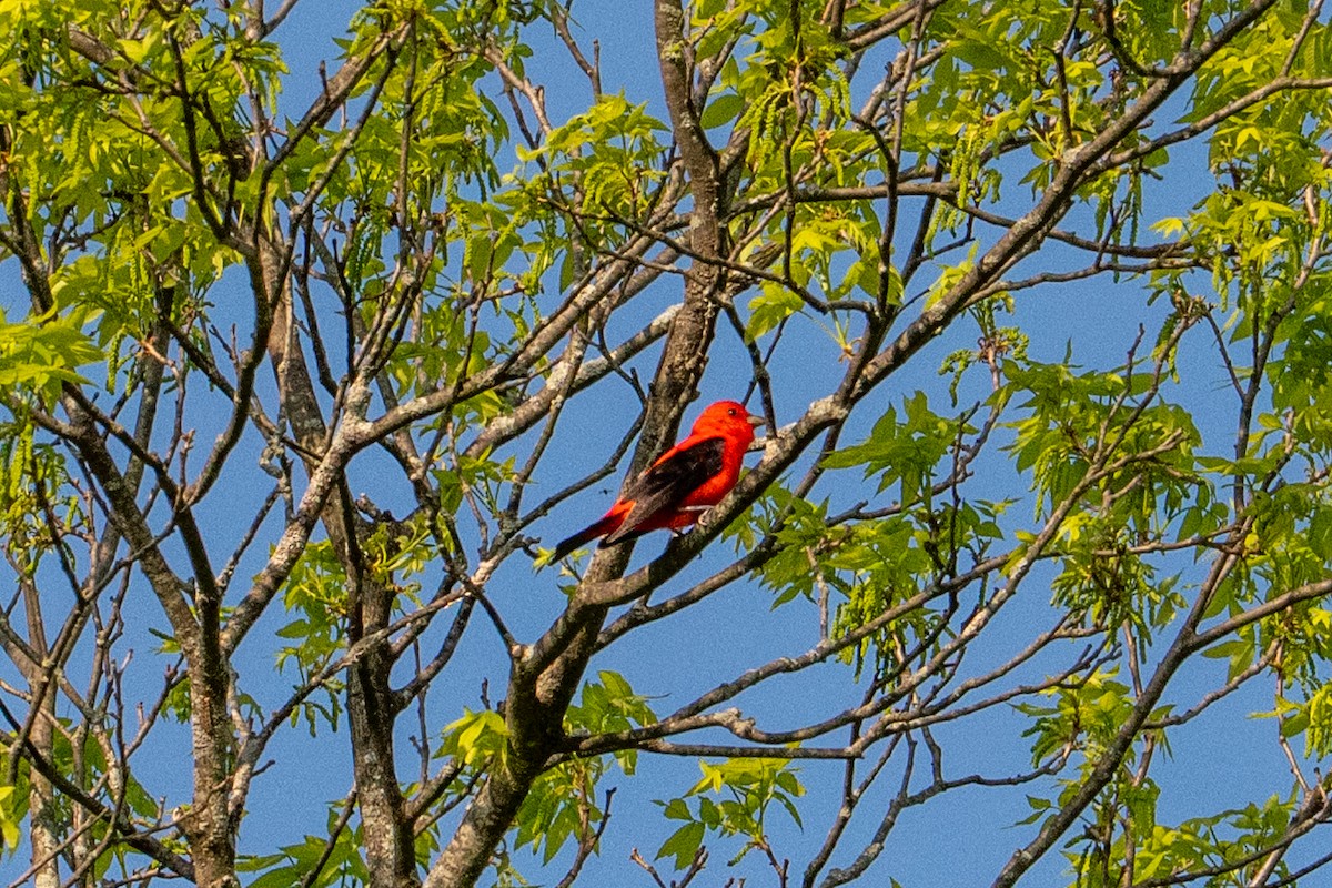 Scarlet Tanager - ML635683396