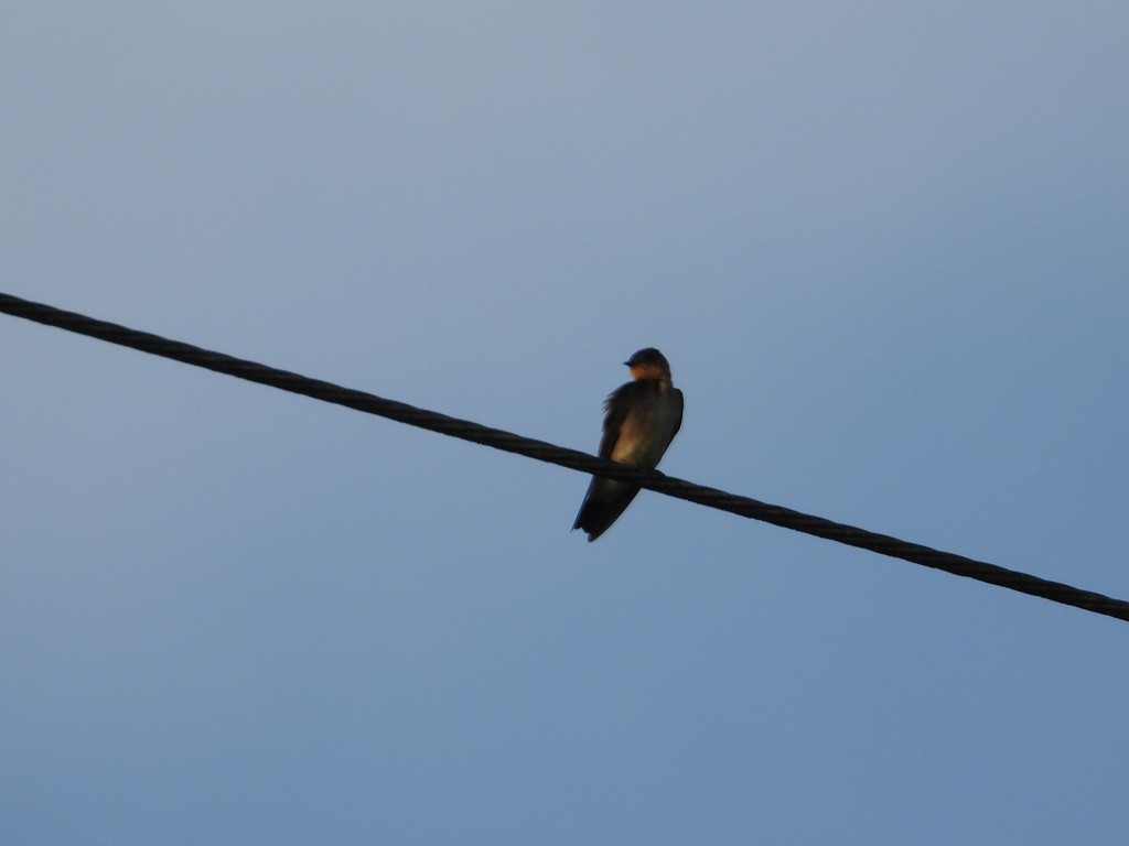Southern Rough-winged Swallow - ML635683471