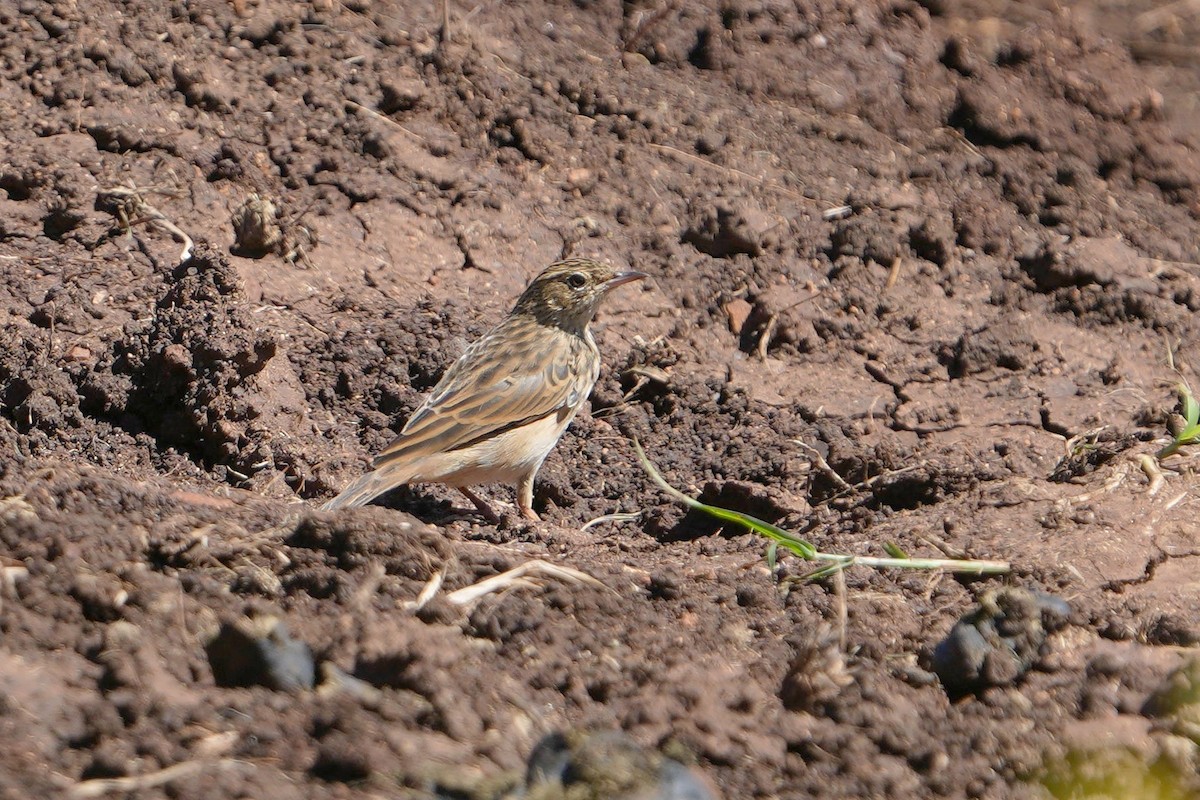 クサハラタヒバリ - ML635683473