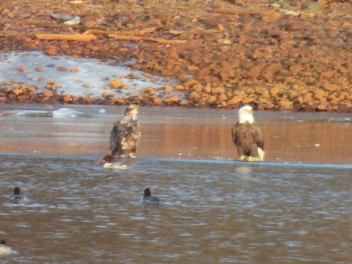 Bald Eagle - ML635683572