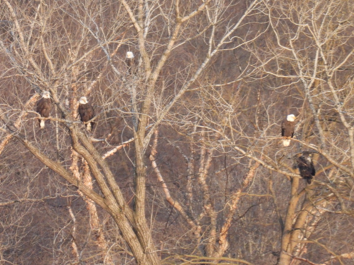 Bald Eagle - ML635683573