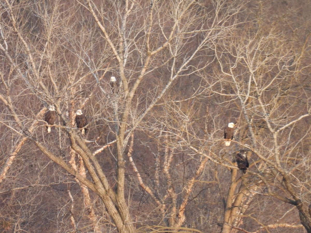 Bald Eagle - ML635683575