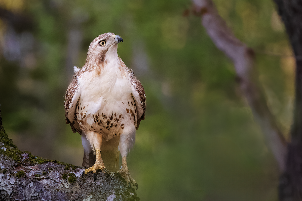 Red-tailed Hawk - ML635683585