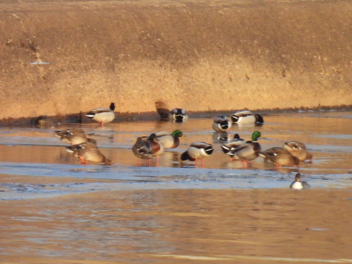 Mallard - ML635683643