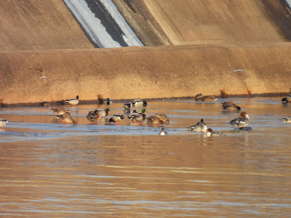 Mallard - ML635683644