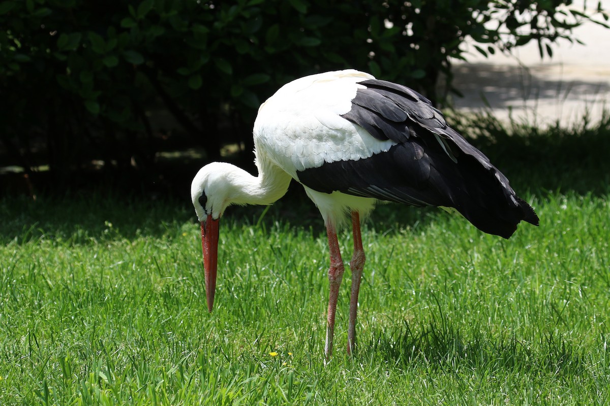 White Stork - ML635683650