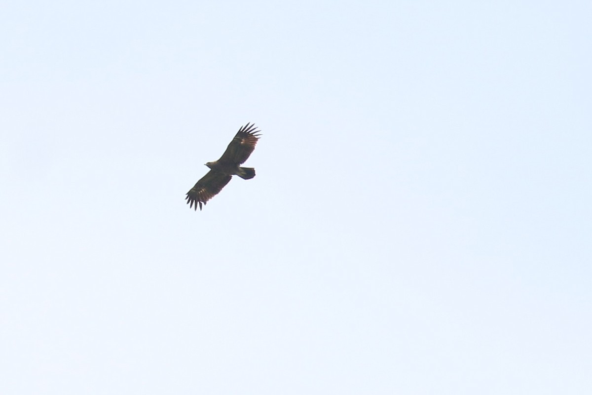 Lesser Spotted Eagle - ML635683669