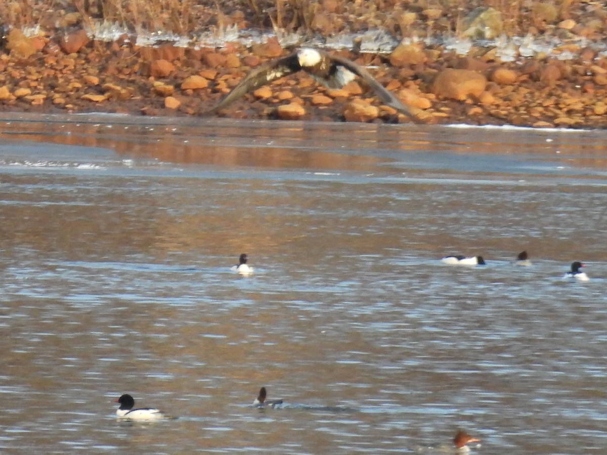 Common Merganser - ML635683684