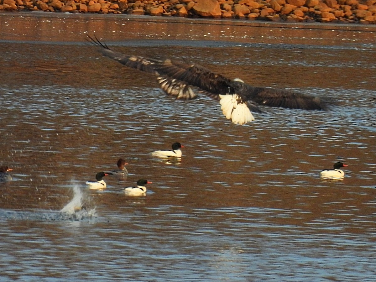 Common Merganser - ML635683685