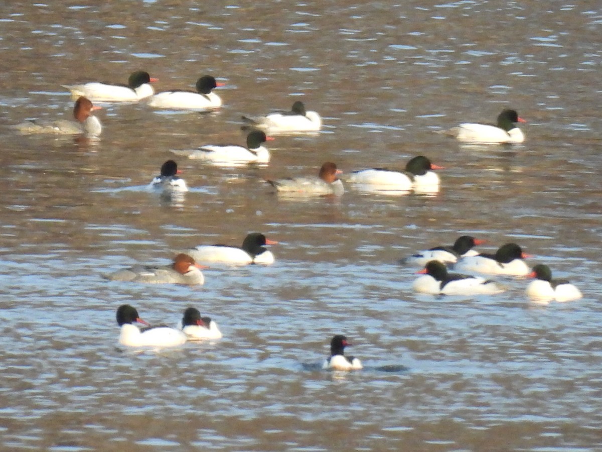 Common Merganser - ML635683686