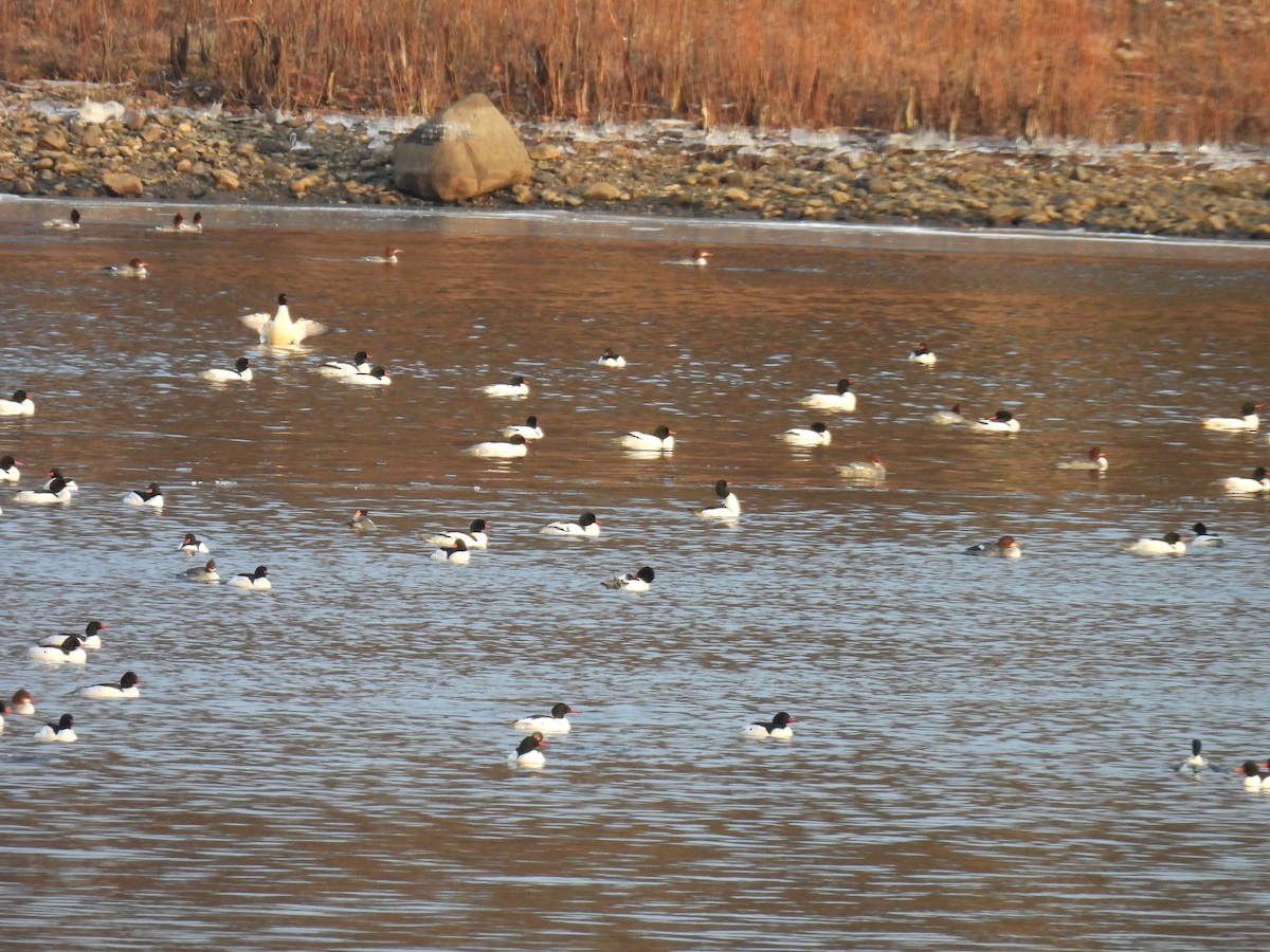 Common Merganser - ML635683688
