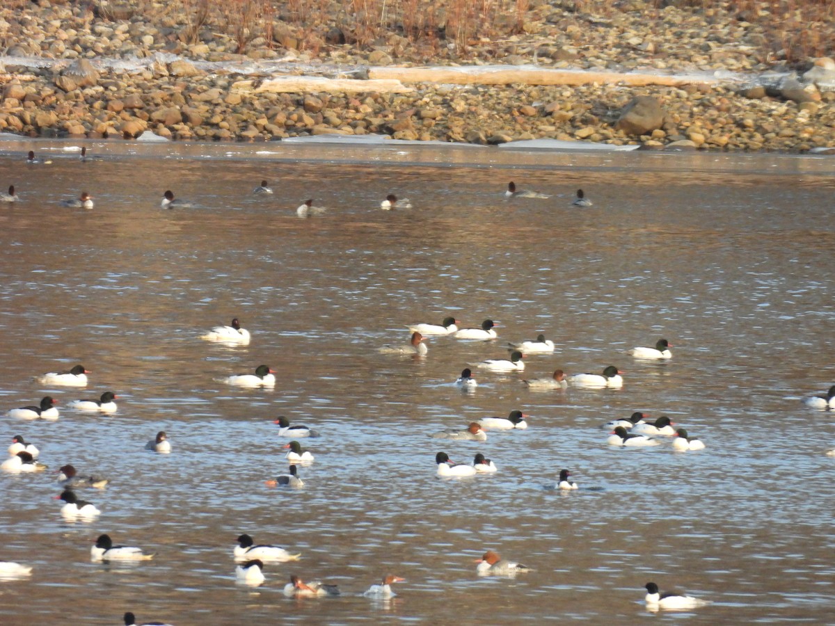 Common Merganser - ML635683690