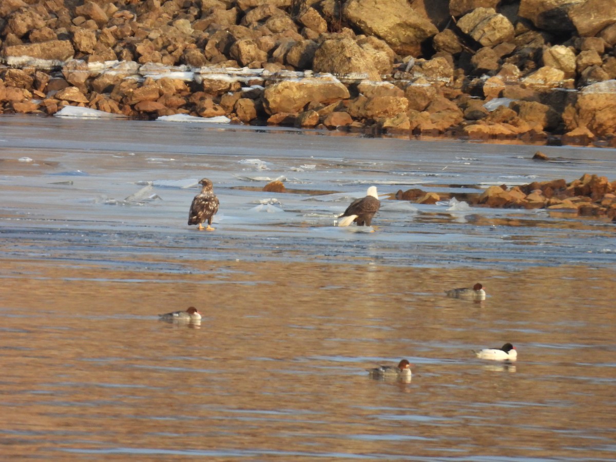 Common Merganser - ML635683692