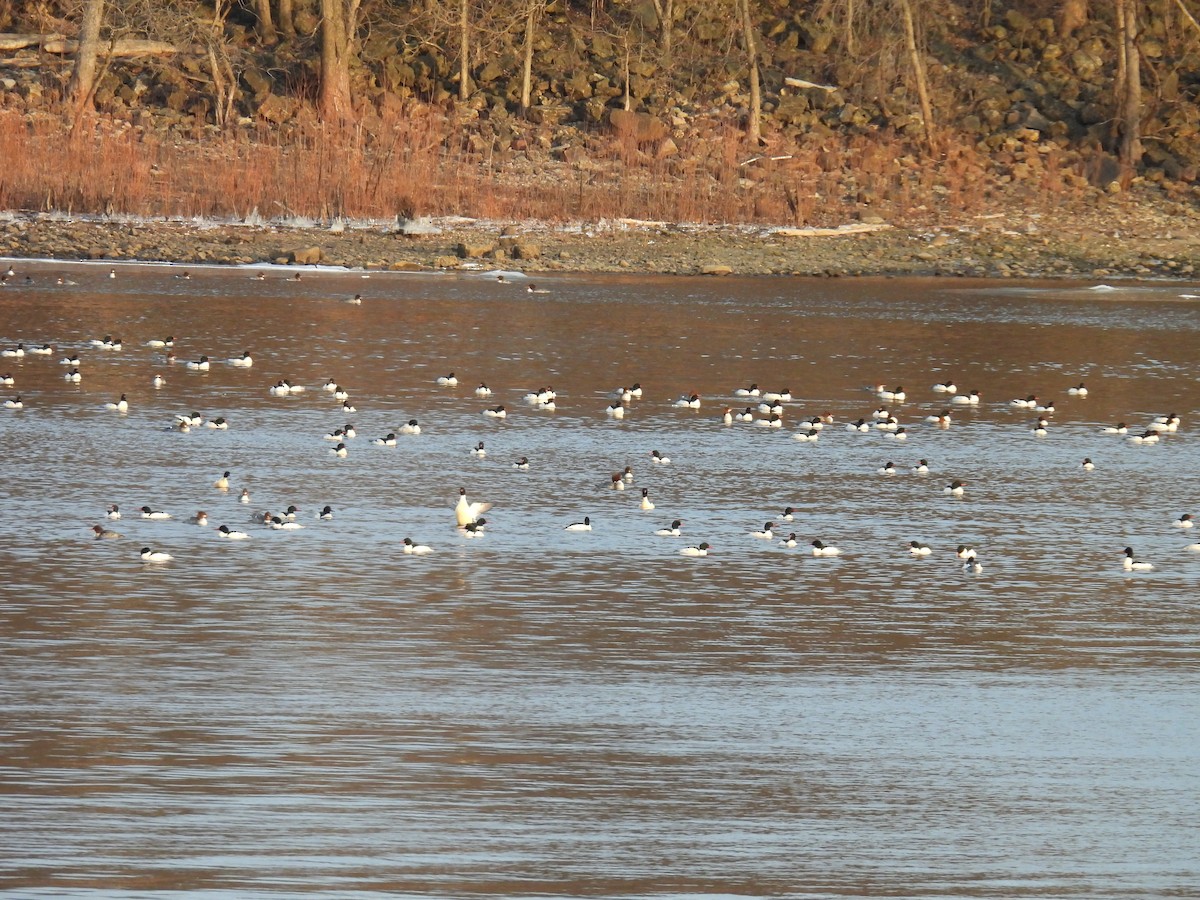 Common Merganser - ML635683693