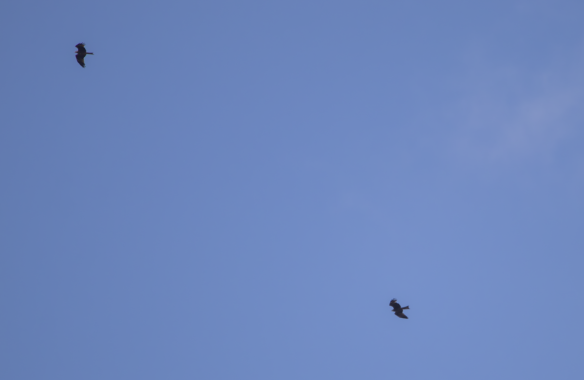 Black Kite - ML635683744