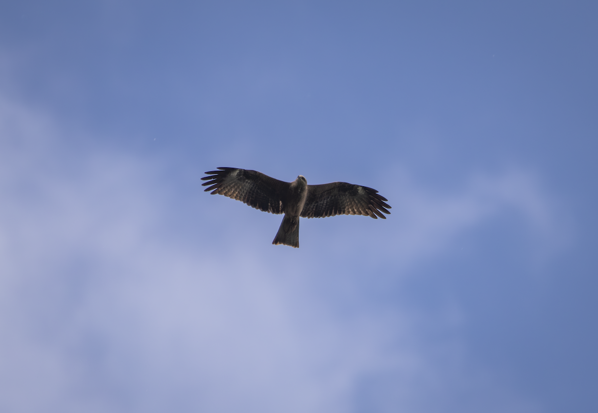 Black Kite - ML635683746