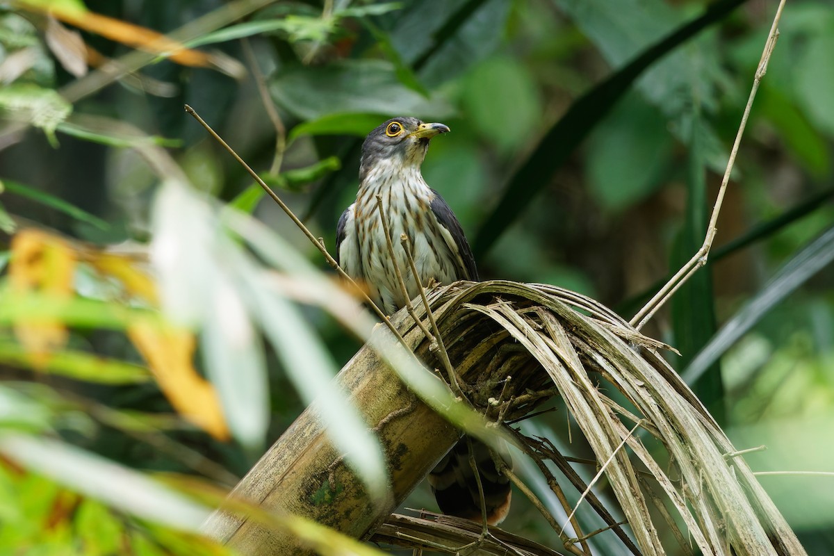 Malaysian Hawk-Cuckoo - ML635683978
