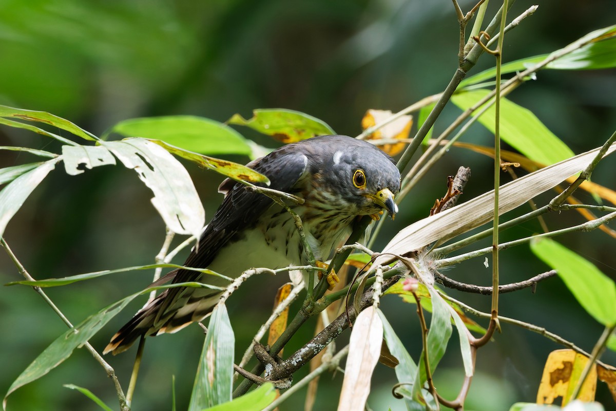 Malaysian Hawk-Cuckoo - ML635684001