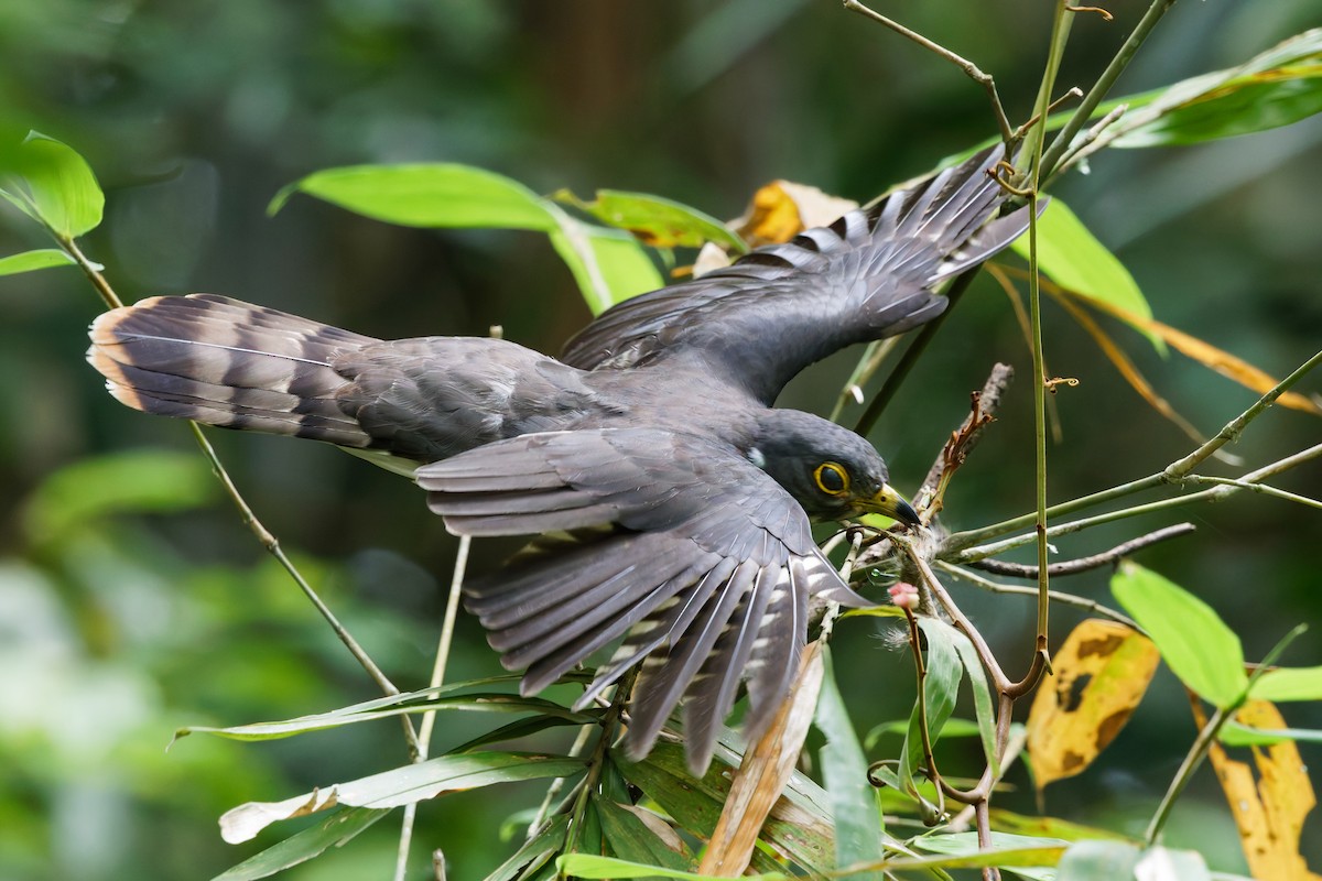 Malaysian Hawk-Cuckoo - ML635684002