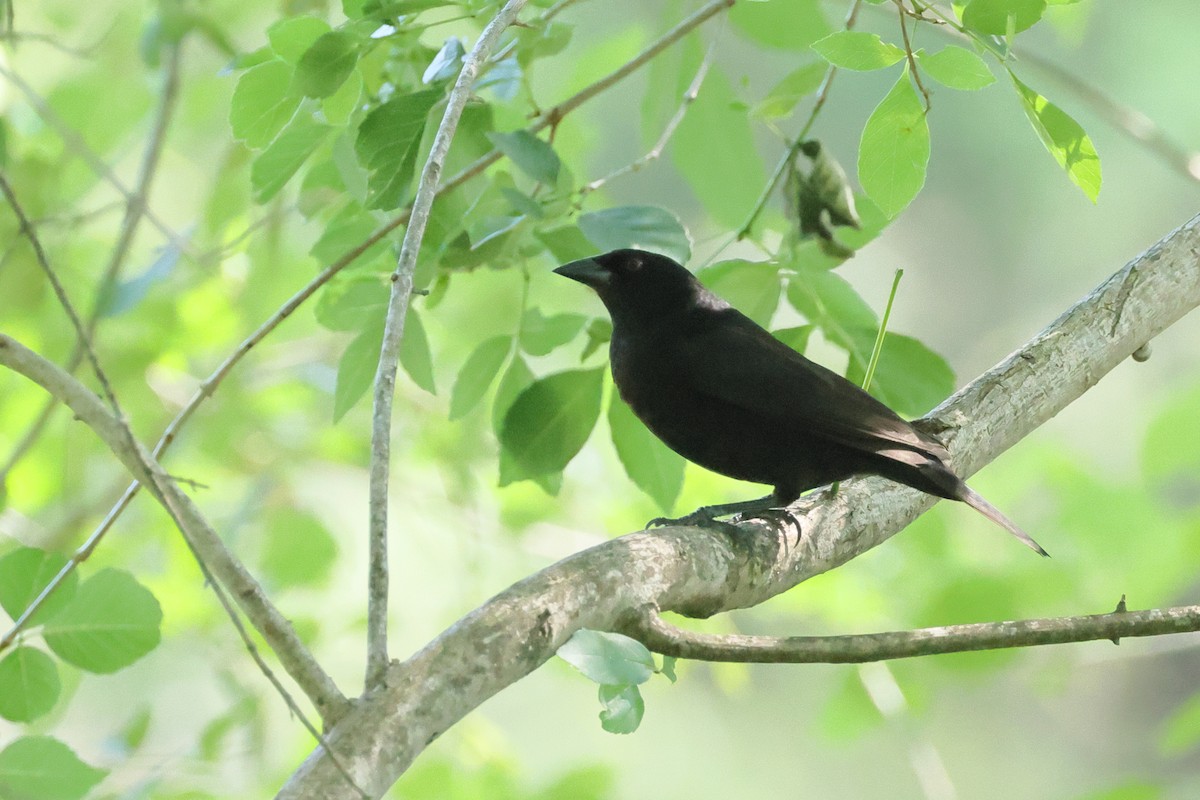 Bronzed Cowbird - ML635684069
