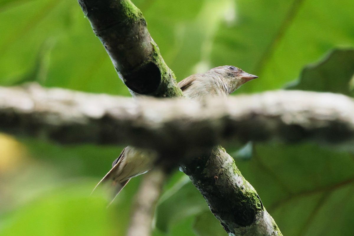 Malaysian Honeyguide - ML635684076
