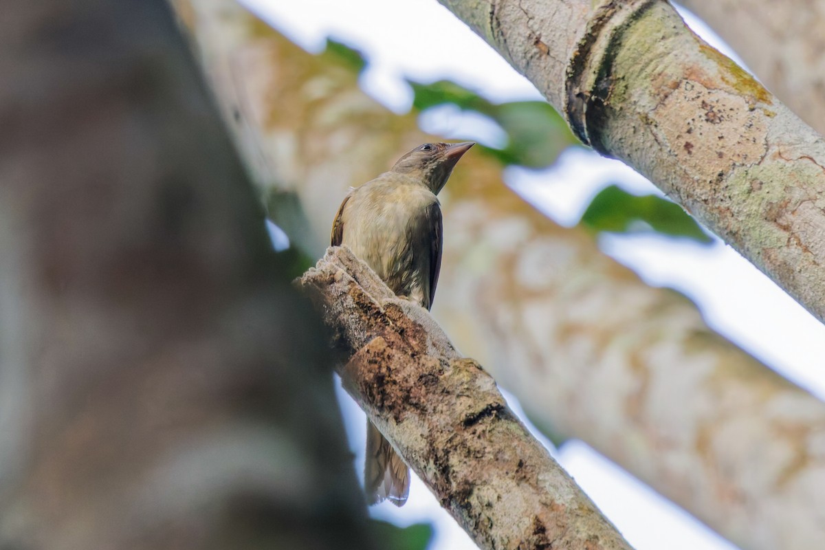 Malaysian Honeyguide - ML635684080