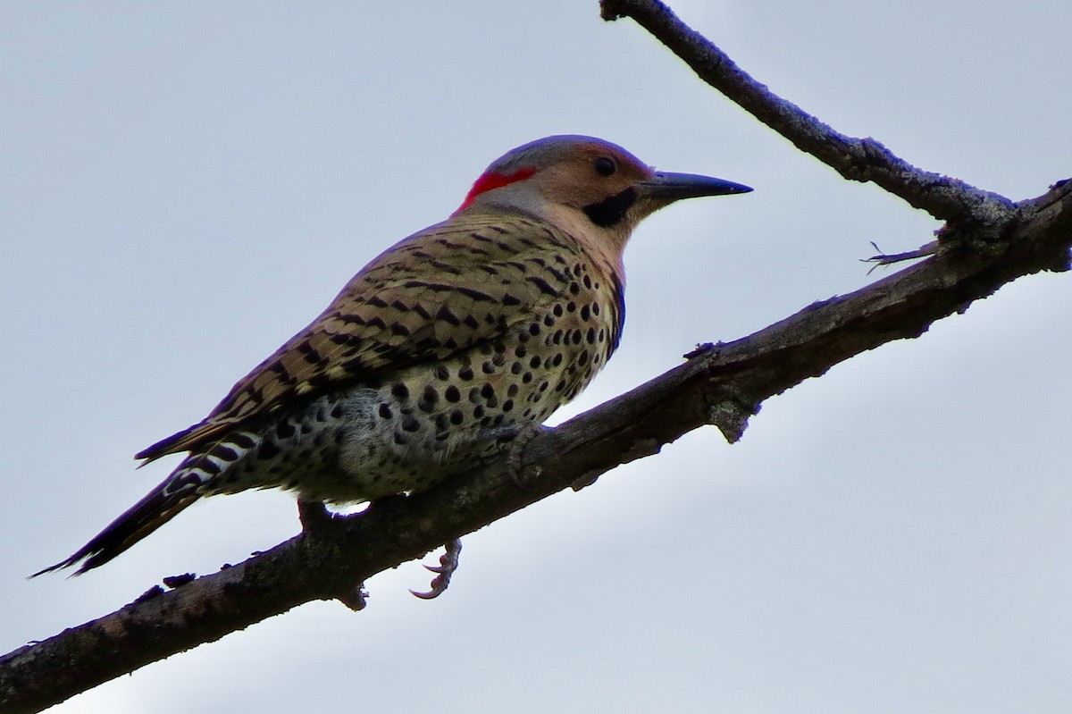 Northern Flicker - ML635684145