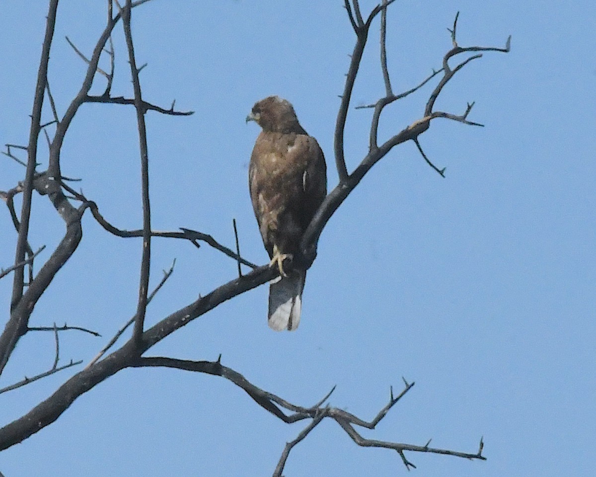 Red-tailed Hawk - ML635684176