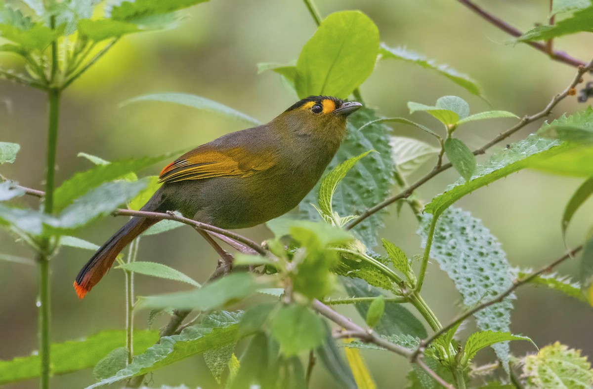 Bugun Liocichla - ML635684184