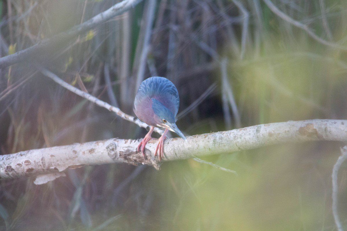 Green Heron - ML635684209