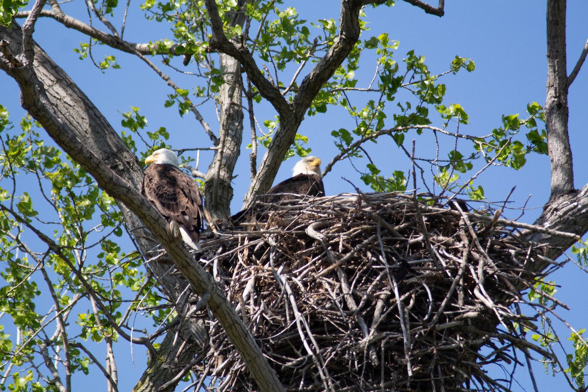 Bald Eagle - ML635684212