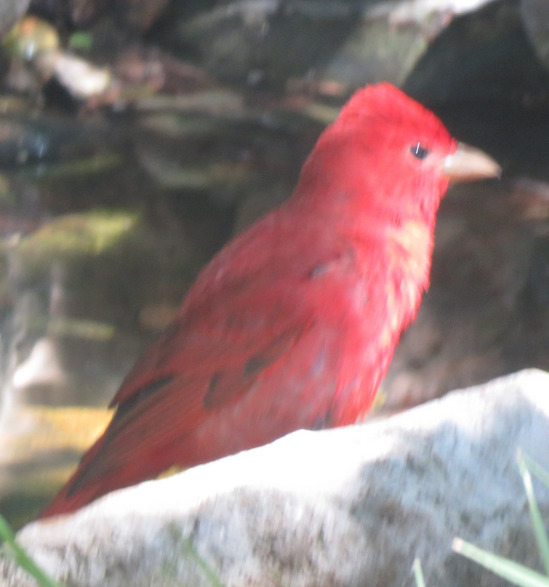 Summer Tanager - ML635684235