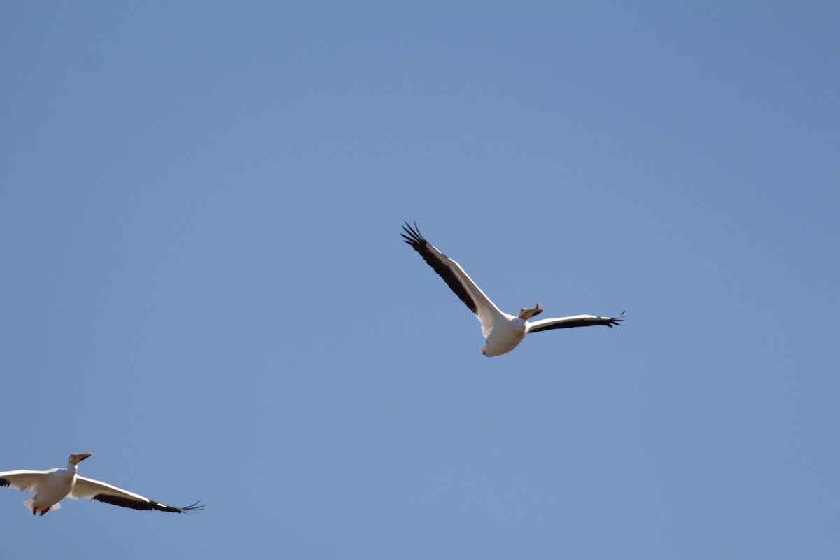 American White Pelican - ML635684239
