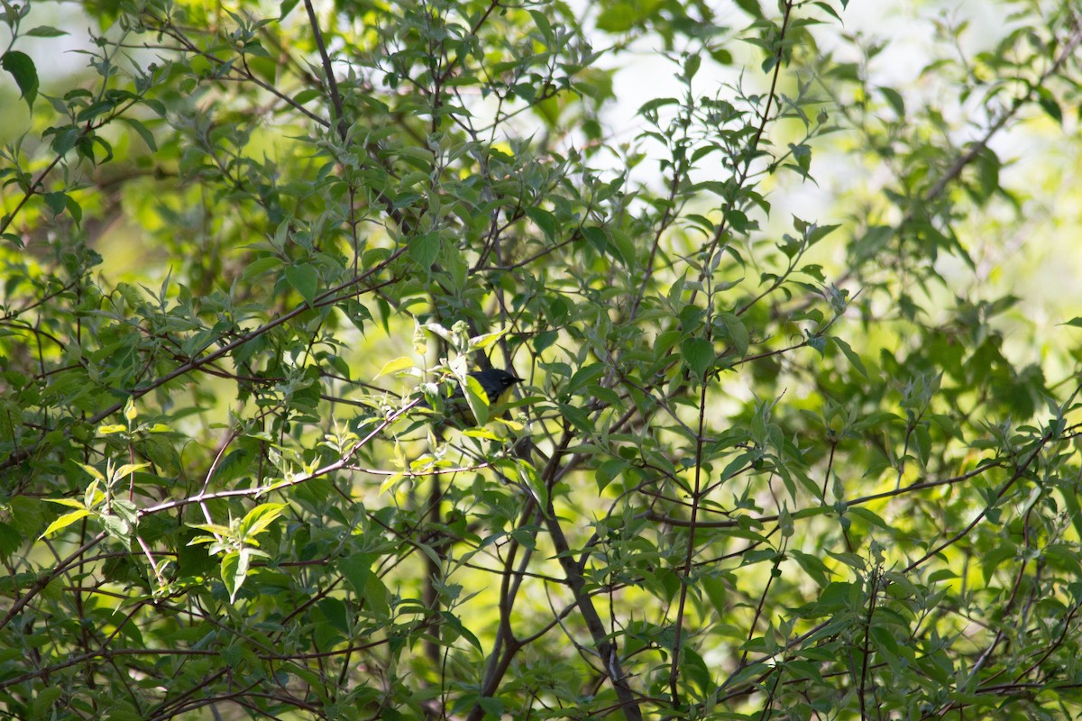 Kirtland's Warbler - ML635684247
