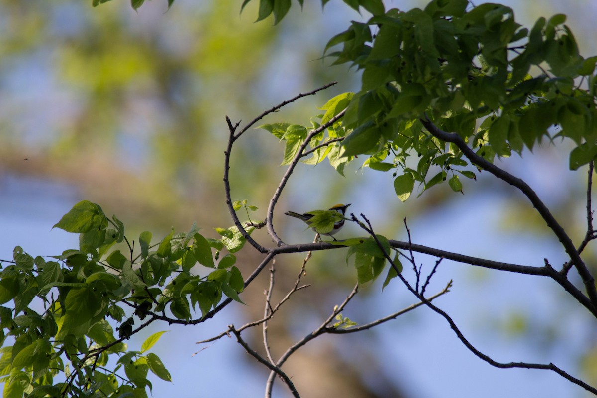 Chestnut-sided Warbler - ML635684259
